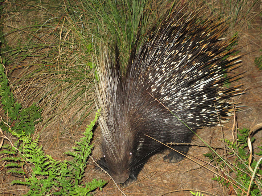 Porcupine